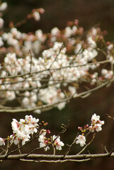 神戸公園の花たち