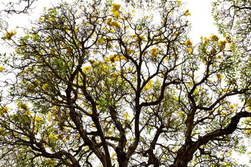 Closeup of Yellow elder (Trumpetbush, Trumpetflower, Yellow trumpet-flower, Yellow trumpetbush, Tecoma stans) beautiful flowers on blue sky background in the morning.