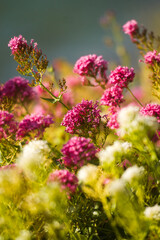flowers in the garden
