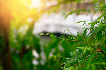 Drops of water on the green leaves after the rain stops with natural background.