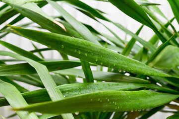 Drops of water on the green leaves after the rain stops with natural background.