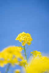 Obraz premium 青空と菜の花