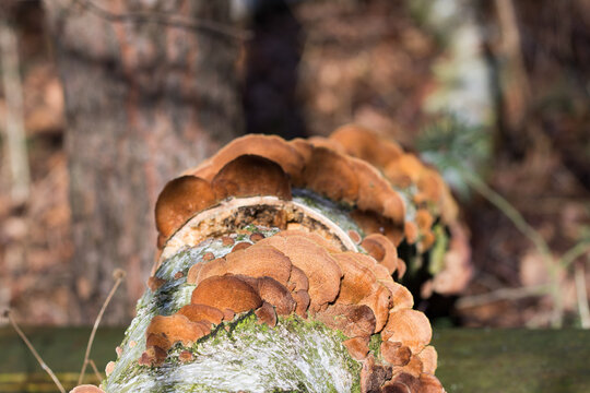 trichaptum biforme, mushroom, birch, biforme musroom, bark, beige, biforme, botany, brown, closeup, dead, decay, deciduous, decomposition, detail, flora, forest, fungal, fungus, grow, growing, growth,