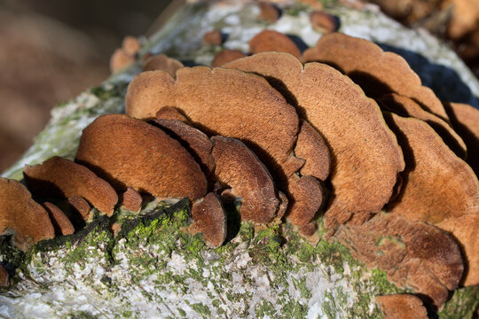 Trichaptum biforme fungus on birch stump closeup selective focus