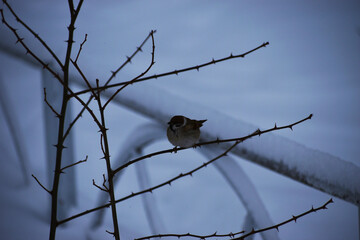 The small sparrow on the bare winter branch of a tree in Sapporo Japan