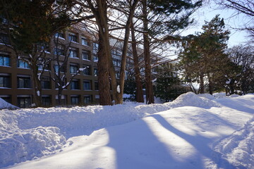 日本 北海道 札幌 北海道大学 雪道	