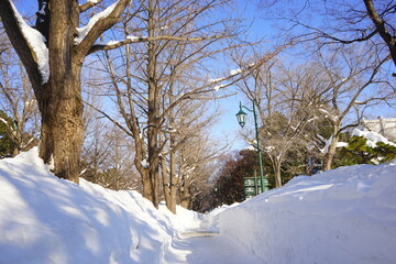 Obraz premium 日本 北海道 札幌 北海道大学 雪道 