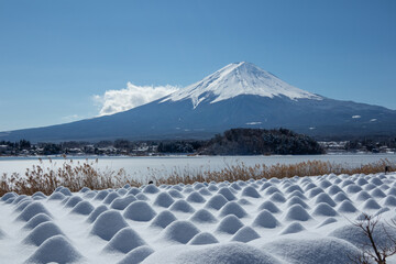 富士山と雪に覆われた花畑　mount Fuji and snow covered flower garden
