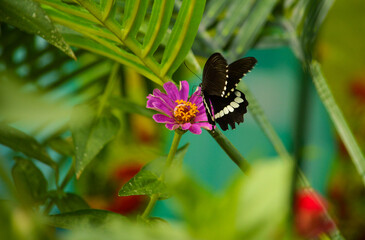 Papillon 