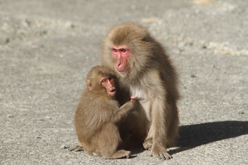 Wild Mother Japanese monkey (Snow monkey) is holding a baby monkey in her arms. 