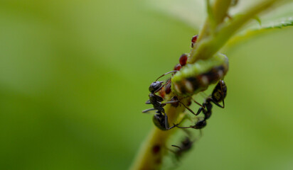 Fourmis avec pucerons 