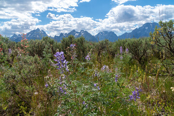 Wildflowers in Grand Teton National Park in Wyoming