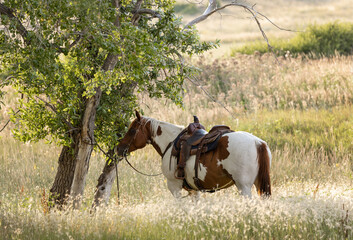 Tied Ranch Horses Resting