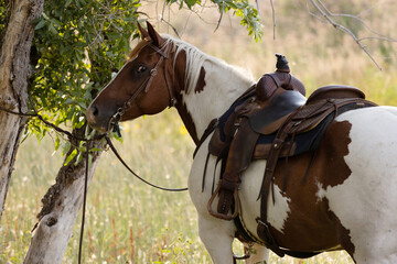 Tied Ranch Horses Resting