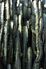Close up of cactus. Cactus. Toma de Cerca de un cactus  