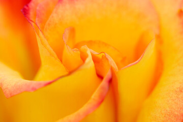Fototapeta na wymiar Gorgeous colorful apricot orang rose flowers petal closeup macro photograph. ピンクの縁取りのあるオレンジ色のバラの花のマクロ接写写真。