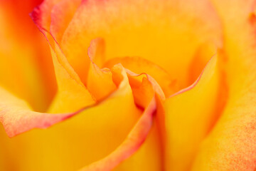 Fototapeta premium Gorgeous colorful apricot orang rose flowers petal closeup macro photograph. ピンクの縁取りのあるオレンジ色のバラの花のマクロ接写写真。