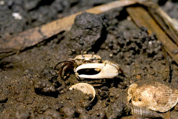 Male fiddler crabs with big sizers living on tidal flats close near the sea. 雄のシオマネキが干潟で威嚇してくる様子の写真。
