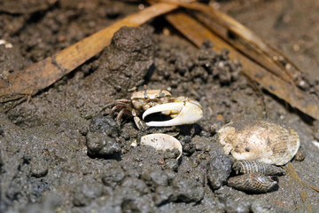 Male fiddler crabs with big sizers living on tidal flats close near the sea. 干潟でツメを上げて威嚇のポーズをとるシオマネキ（カニ）の雄。