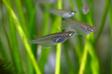 Rare Killifish of south Asia, 