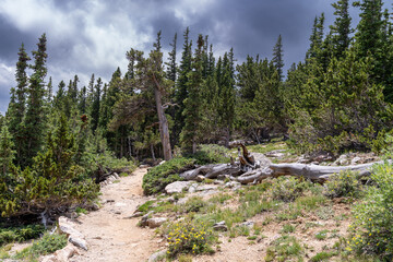 Bristlecone loop trail in the Mount Goliath area of the Mount Evans Scenic Byway in Colorado