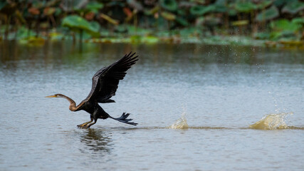 Oriental darter or Snakebird from Bung Boraphet, Thailand