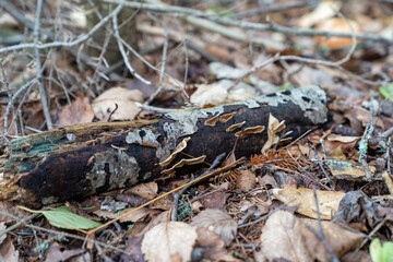 Decaying log on the forest floor, with mushrooms, in selective focus