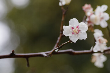 雨に濡れた白梅の様子。滴が花に付いている。