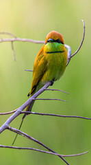 Cloes up of Green Bee-eater bird (Merops orientalis), resting on a perch