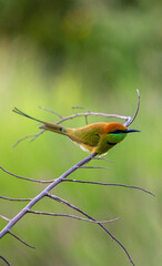 Cloes up of Green Bee-eater bird (Merops orientalis), resting on a perch