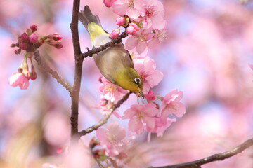 サクジロー