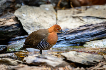Slaty-legged Crake in the forest at Sri Satchanalai ,Sukhothai, Thailand 