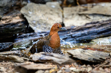 Slaty-legged Crake in the forest at Sri Satchanalai ,Sukhothai, Thailand 
