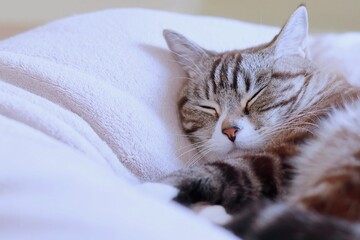 気持ちよさそうに寝るトラ猫の可愛い寝顔