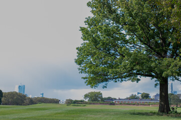 Tree in the park