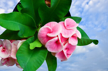 Blur Euphorbia Milii flowers blooming in the home garden. Crown Of Thorns.