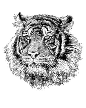Tiger head hand draw sketch black line on white background vector