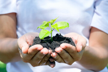 A young woman's hand, holds soil and plants in her hand, showing care and growth. concept of nature care