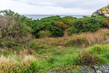 Seals sleeping on Cape Palliser coast, New Zealand