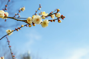 梅の花