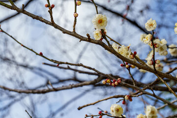 梅の花