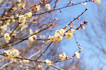 梅の花