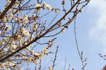 梅の花