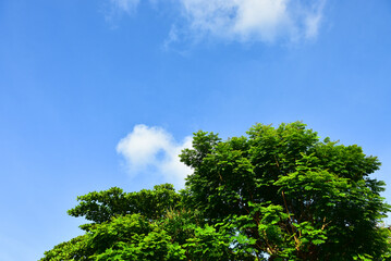 Fototapeta premium Beautiful Landscape of Green trees in the national park.