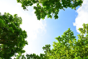 Beautiful Landscape of Green trees in the national park.