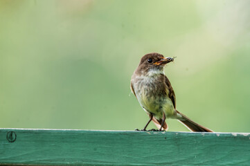 Eastern Phoebe (Sayornis phoebe) with an insect in its beak.