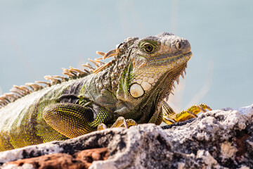 iguana in the island