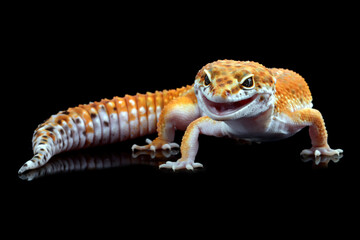 Leaopard gecko closeup in reflection with black background, Tomato gecko closeup, animal closeup