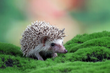 Cute baby hedgehog closeup on grass  Baby hedgehog playing on grass, Baby hedgehog closeup 
