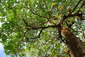 green tree have background blue sky .